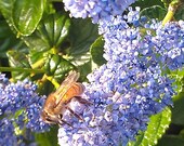 A Very Busy Honey Bee 8 x 10 Matted photograph