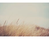 beach grass color photo print - whimsical fine art nature photography, gold, mint, green  - 7x5