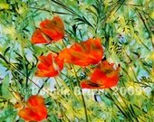 Wild Poppies 11x14 Photo Art Print - affordable home decor