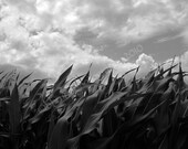 Corn Field 8x10 Black and White Closeup Photo Print - affordable home decor