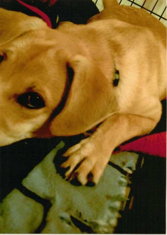 Relaxing Husky Lab Mix Puppy Handmade Greeting Card