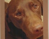 Chocolate Lab Dog Face Handmade Greeting Card for Chocolate Lovers