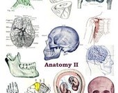 Human Anatomy Digital Collage Sheet No.304