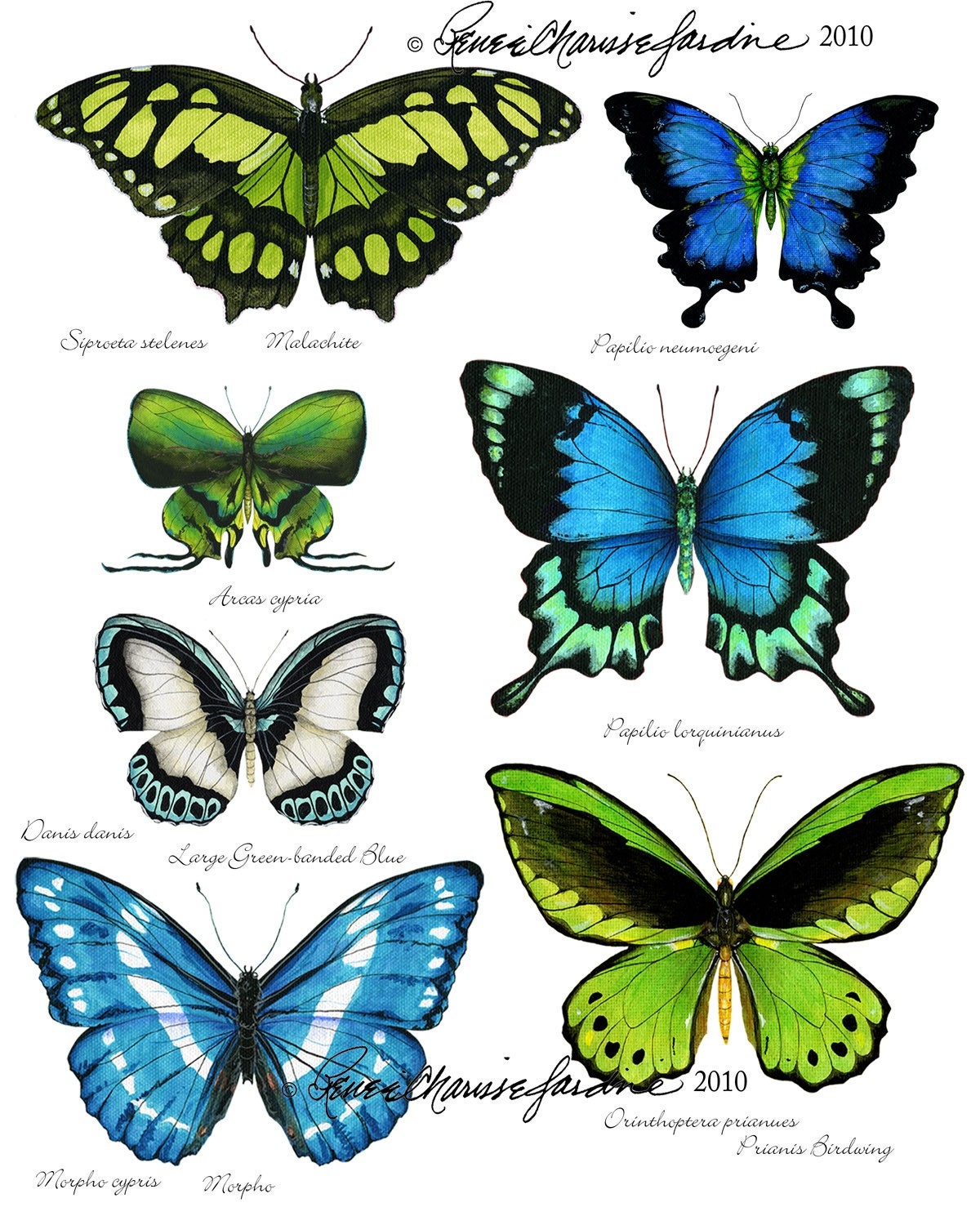 Butterfly Study - Blue Green Hand Signed Glicee Print