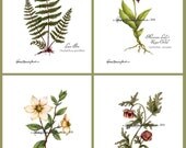 Botanical Set - Hand Signed Glicee Prints