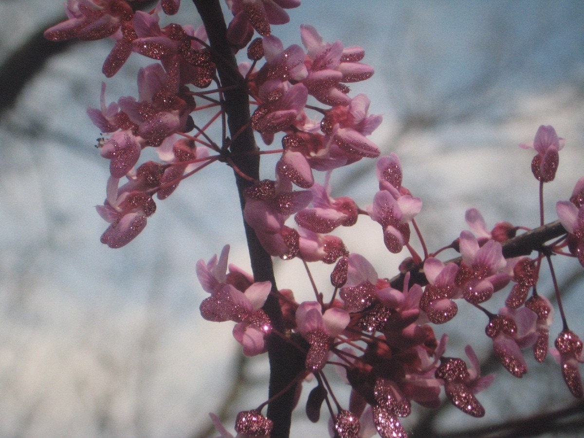 Blooming Redbud Tree Fine Art Photography Print Glossy