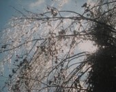 Naturally Glittering Ice No 1 Fine Art Photograph Print Glossy ON SALE