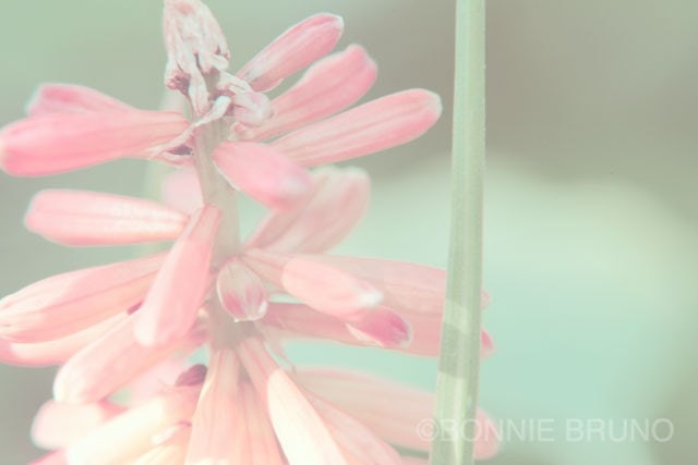 Shabby Chic Floral Fine Art Print - affordable home decor