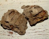 Voodoo Mama's Mud Dauber Nest