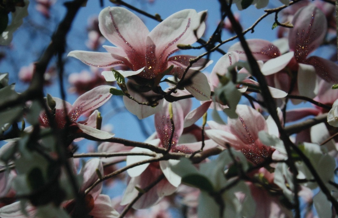 Blooming Pink Magnolia Fine Art Photograph Print Glossy