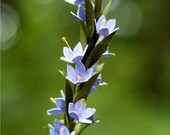 wildflower stem - paper flowers  for weddings, gift, or decor