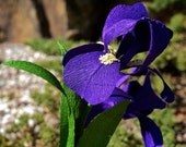 iris - paper flowers  for weddings, gift, or decor