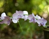 phalaenopsis (moth) orchid spray - small, cardstock - handmade paper flowers for gift, wedding, or home decor