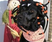 Dog Halloween Costume Spider Dog