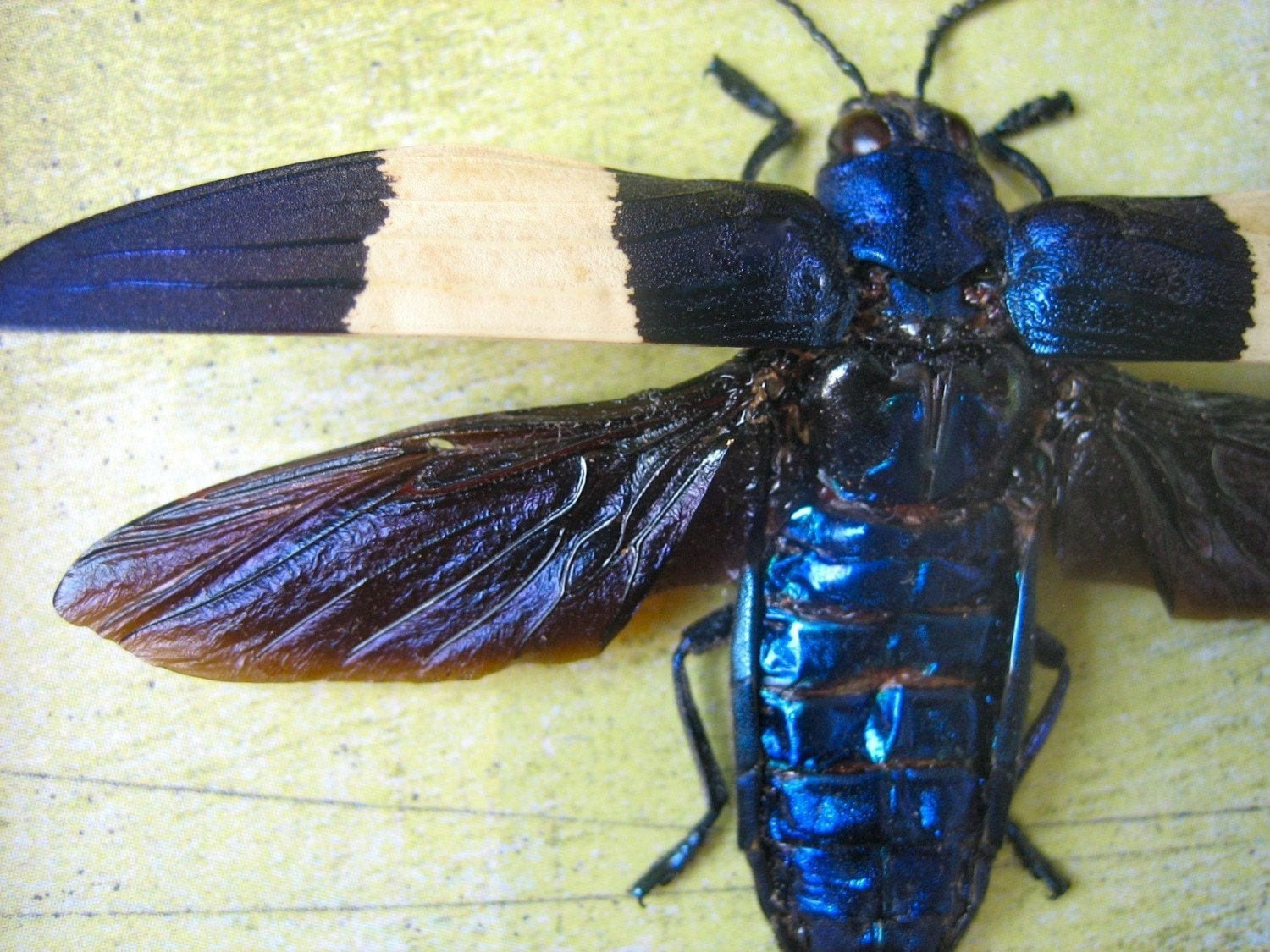 Royal Blue Jewel Beetle Wall Art
