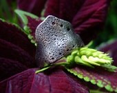 Archer, fine silver cocktail ring