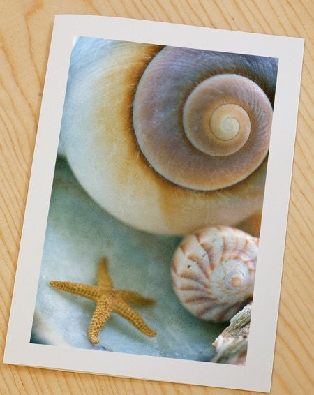Sea Dream... soft ocean fine art sea shells photograph by Lauren Dinneweth