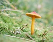 Mushroom Photograph - Nature Photography Print - Mushroom Print - Woodland Art Print - Earthy Art - Fine Art Photo - "Mushroom No. 3"