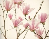 Magnolia Print - Pink Magnolia Flower Photograph - Fine Art Print - Pastel Pink Flower Wall Art - Home Decor Flowers "Pink Magnolia Blooms"