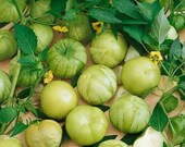 Green Verde Tomatillos Seeds Must Have 4 Salsa & Sauces