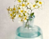 Flower Art Print - Flower Photo - Floral Photography Print - Shabby Chic Wall Art - Home Decor - "Yellow Rock Cress"