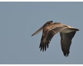 pelican in flight Greeting/Note Card