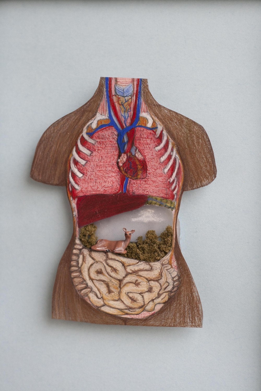 Deer Anatomy