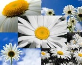 Daisy Collection - Set of 5 Blank Greeting Cards