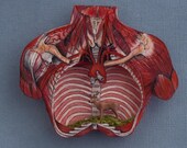 Deer Torso
