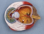 Eye Anatomy
