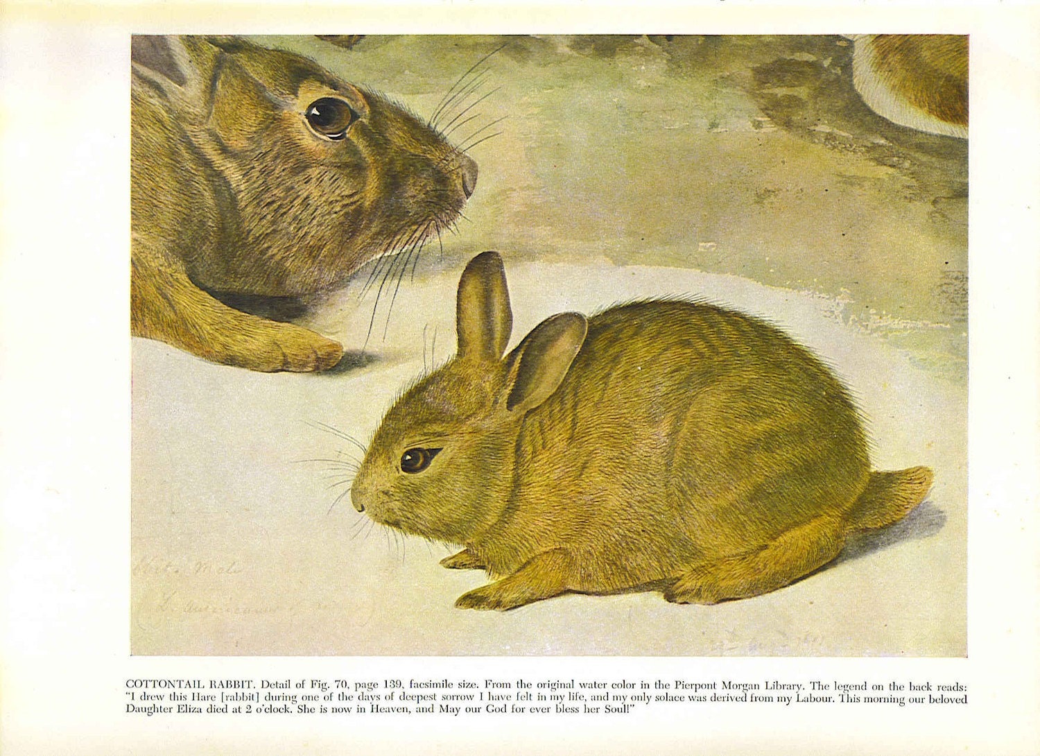 Vintage Audubon Print The Viviparous Quadrupeds of North America 9x12  Cottontail Rabbit