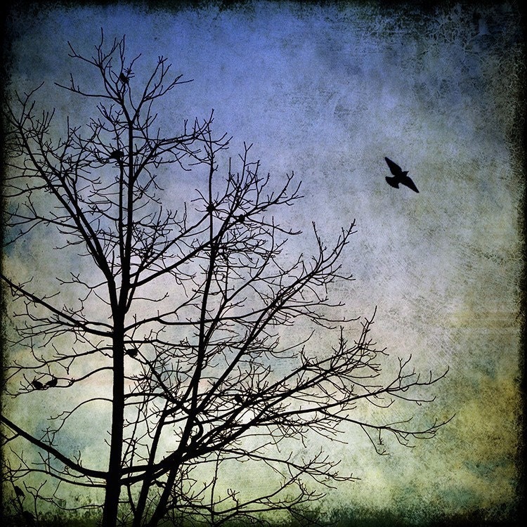Awaken Your Dreams - 5x5 - Fine Art Photograph