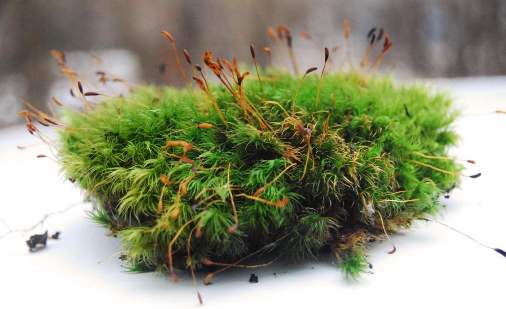 Mood Moss For Terrariums GALLON size