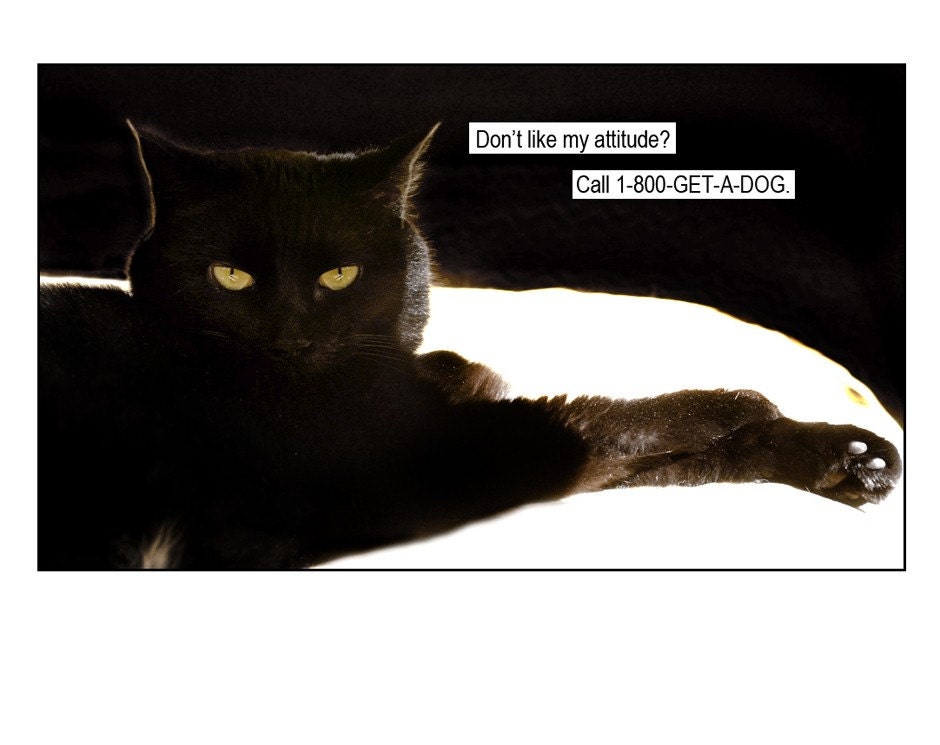SET OF 4 - Cat - Attitude to Spare - Blank Inside Note Card - Greeting Card