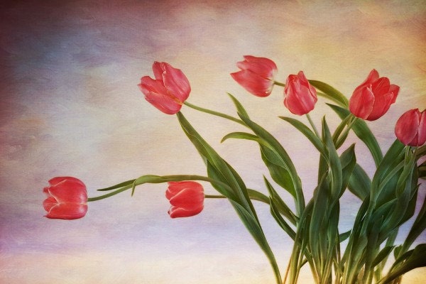 wherever you go I will follow- sunrise tulips photograph... red with golden pink and purple by leapinggazelle