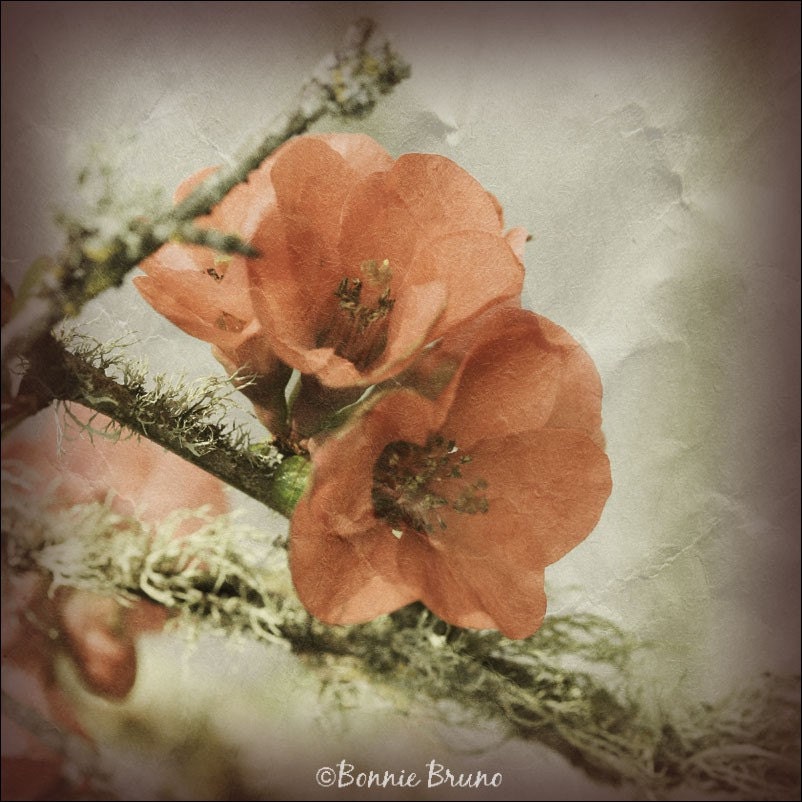Peachy Blossoms 10x10 Photo Art Print - affordable home decor