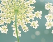 Summer Meadow, 8x8 fine art photography print