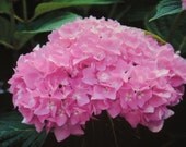 Pink Hydrangea Fine Art Photograph Print Glossy