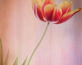 awaken single tulip photo with red yellow petals and soft rose textured background in vintage botanical style