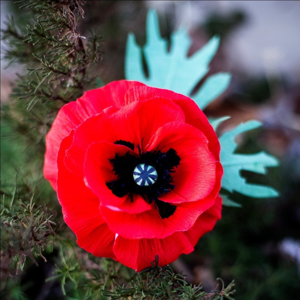 oriental poppy -  paper flower for wedding, gift, or home decor