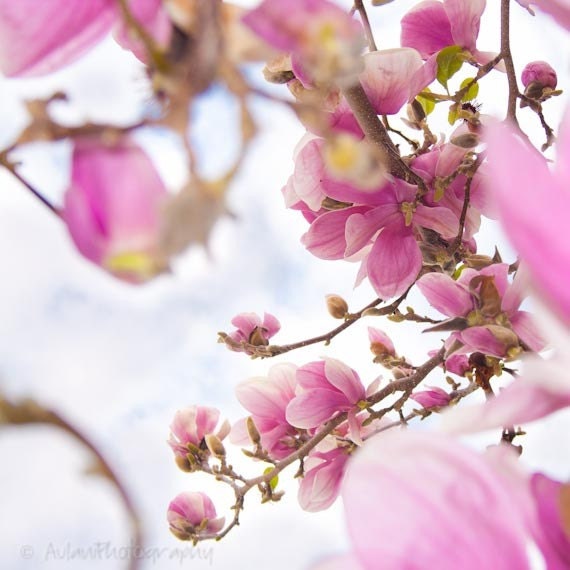 Oriental inspired nature photography, magnolia picture, baby pink. Free domestic shipping.