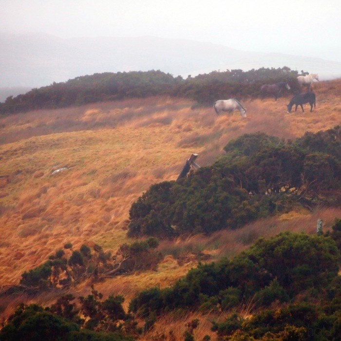 Connemara Ponies Fine Art Photograph Print 5x5