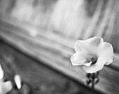 Flower picture, black and white, mute soft gray. Free domestic shipping.