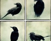 5x5 Photo Print Set - Crow - Raven - Gothic Prints - Wall Art Set - Surreal Art - Spooky Black and White Photo Set - "Grackle Print Set"