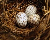ON SALE -- Nestle and Soar Studio Journal -- Freckled Egg in Nest, diary, notebook, stationery, robin, nest