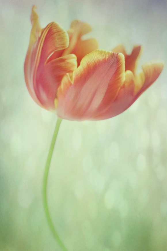 falling into sunshine... spring tulip photo with drops of golden sun and beautiful soft yellow green tones