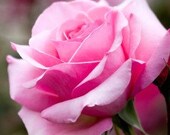 A Dozen Roses Conditioning Lip Balm -100 Percent Natural and Vegan with Rose Essential Oil