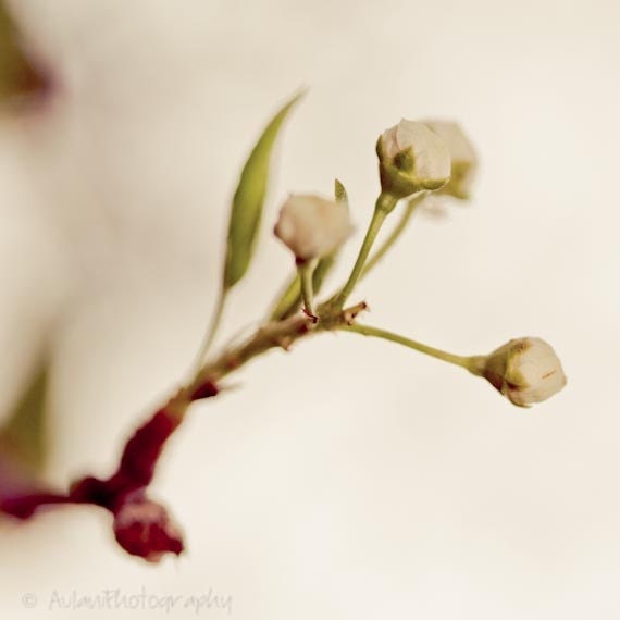 Muted close up, bud picture, cream colored, signed 4x4 print. Free domestic shipping.