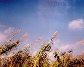 Free Spirit - 8 x 10 Color Photo Print