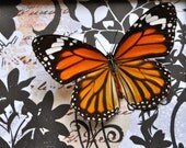 Thai Monarchs Butterfly Display